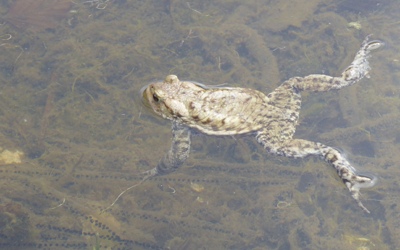 uova e rane di Bufo bufo .....(Rospo comune)